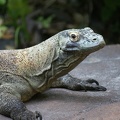 Reptiles-2