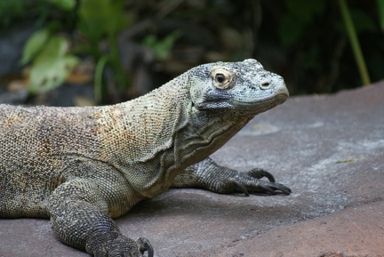 Reptiles-2