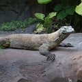 Reptiles-3