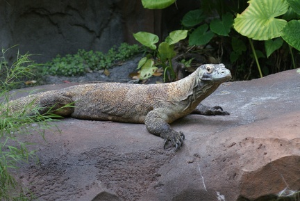 Reptiles-3