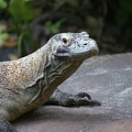 Reptiles-4