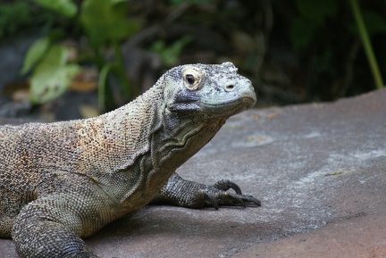 Reptiles-4