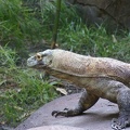Reptiles-5