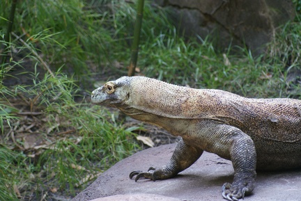 Reptiles-5