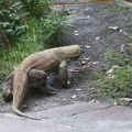 Reptiles-6