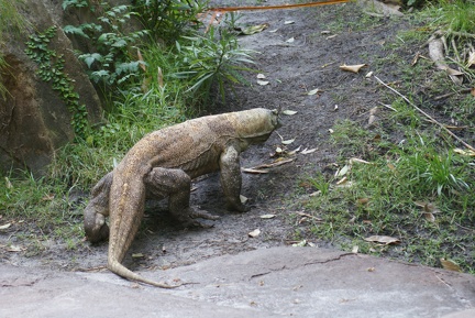 Reptiles-6