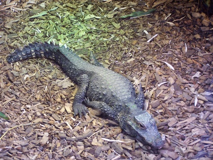 Reptiles-7