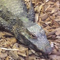 Reptiles-8