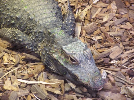 Reptiles-8