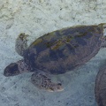Turtles-2.jpg