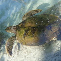 Turtles