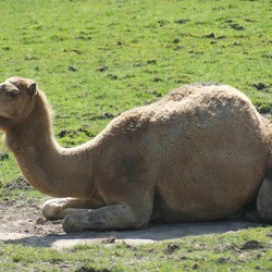 Zoo Animals