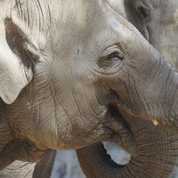 Elephants