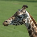Giraffe-152