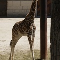 Giraffe-40.jpg