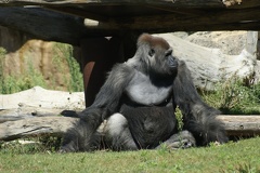 Gorillas-13