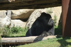 Gorillas-2