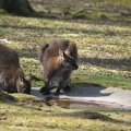 Kangaroos And Wallabys-42