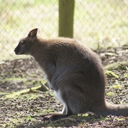 Kangaroos And Wallabys