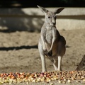 Kangaroos And Wallabys-9