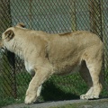 Lions-21