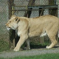 Lions-23