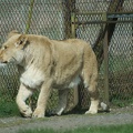 Lions-24