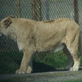 Lions-26