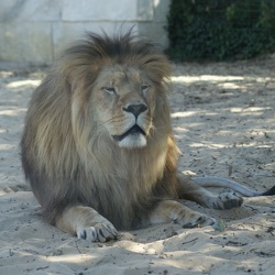Lions