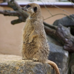 Zoo Animals