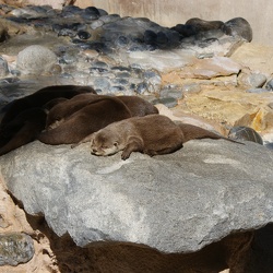 Zoo Animals