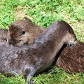 Otters-56.jpg