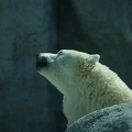 Polar Bears-63