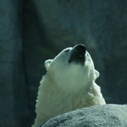 Polar Bears