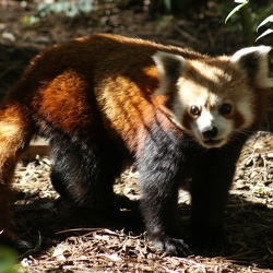 Red Panda