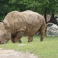 Rhino-12.jpg