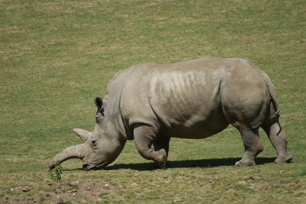 Rhino-22