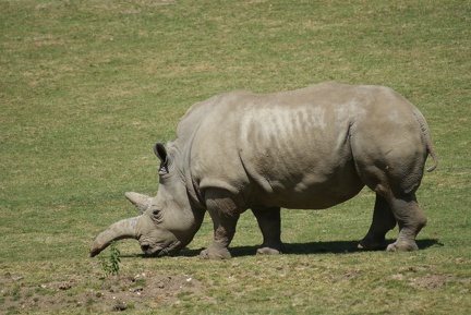 Rhino-23