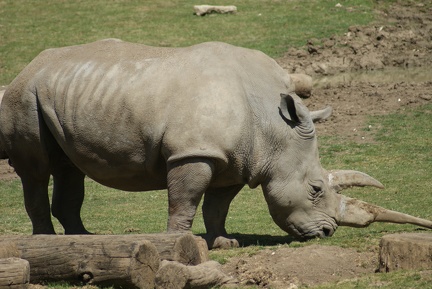 Rhino-26