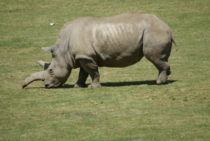Rhino-28