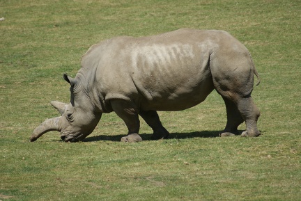 Rhino-29
