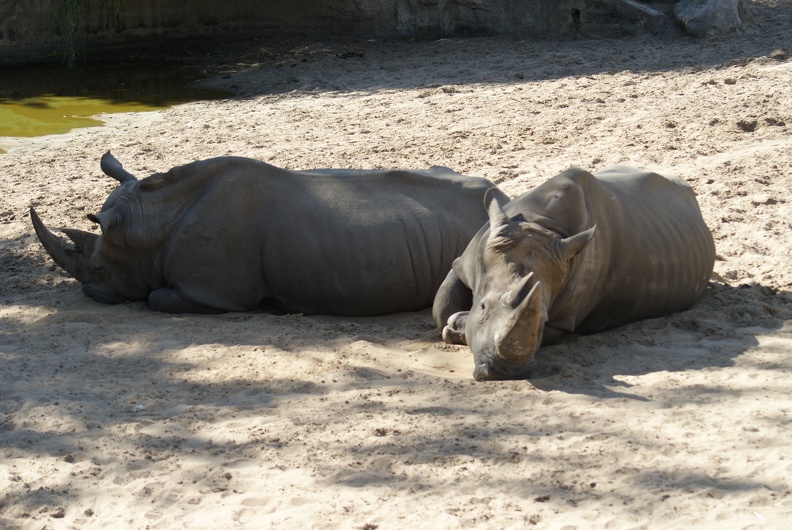 Rhino-3.jpg
