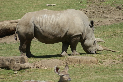 Rhino-30