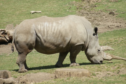 Rhino-31