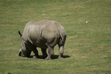 Rhino-32