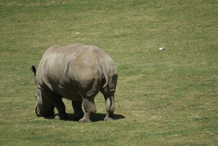 Rhino-33