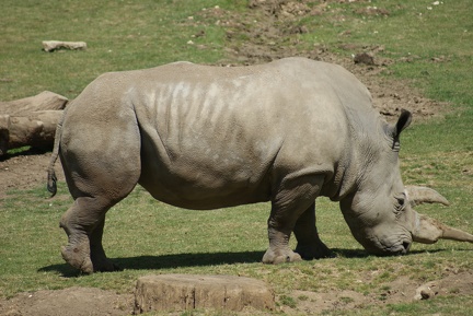 Rhino-35