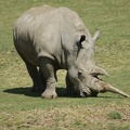 Rhino-66.jpg