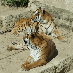 Tigers