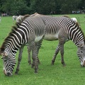 Zebras-31.jpg
